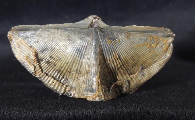 Cyrtospirifer verneuili (MURCHISON 1840) - Bild © FossNet FossilienStore